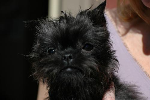 https://images.dog.ceo/breeds/affenpinscher/n02110627_2997.jpg