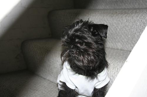 https://images.dog.ceo/breeds/affenpinscher/n02110627_3001.jpg