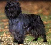 https://images.dog.ceo/breeds/affenpinscher/n02110627_3026.jpg