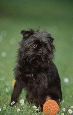 https://images.dog.ceo/breeds/affenpinscher/n02110627_3032.jpg