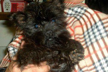 https://images.dog.ceo/breeds/affenpinscher/n02110627_3144.jpg