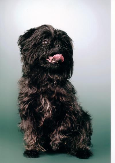 https://images.dog.ceo/breeds/affenpinscher/n02110627_3246.jpg