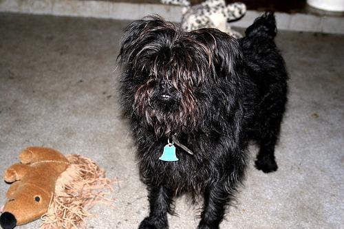 https://images.dog.ceo/breeds/affenpinscher/n02110627_3286.jpg