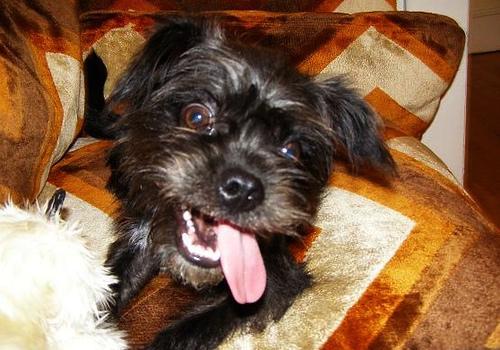 https://images.dog.ceo/breeds/affenpinscher/n02110627_3409.jpg