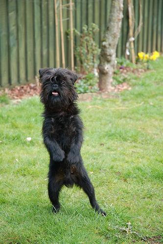 https://images.dog.ceo/breeds/affenpinscher/n02110627_3972.jpg