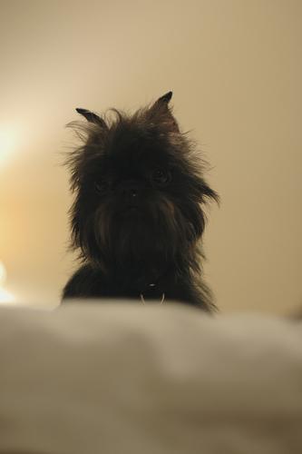 https://images.dog.ceo/breeds/affenpinscher/n02110627_4086.jpg