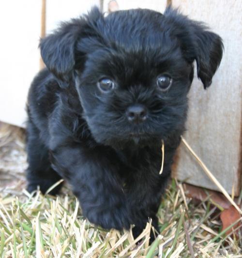 https://images.dog.ceo/breeds/affenpinscher/n02110627_4433.jpg