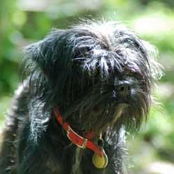 https://images.dog.ceo/breeds/affenpinscher/n02110627_4457.jpg