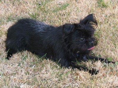 https://images.dog.ceo/breeds/affenpinscher/n02110627_4607.jpg