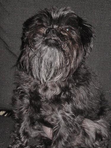 https://images.dog.ceo/breeds/affenpinscher/n02110627_475.jpg