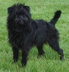 https://images.dog.ceo/breeds/affenpinscher/n02110627_5186.jpg