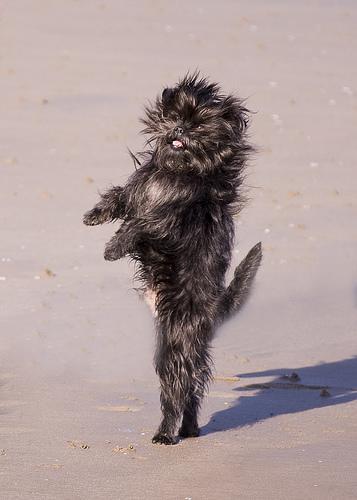 https://images.dog.ceo/breeds/affenpinscher/n02110627_5361.jpg