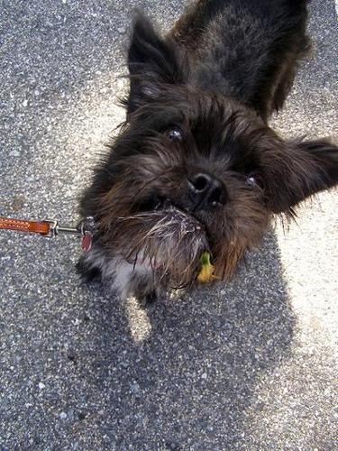 https://images.dog.ceo/breeds/affenpinscher/n02110627_5522.jpg