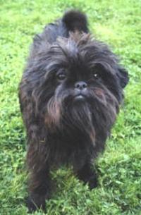 https://images.dog.ceo/breeds/affenpinscher/n02110627_5743.jpg