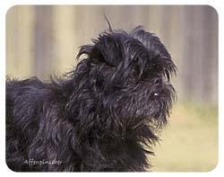 https://images.dog.ceo/breeds/affenpinscher/n02110627_6414.jpg