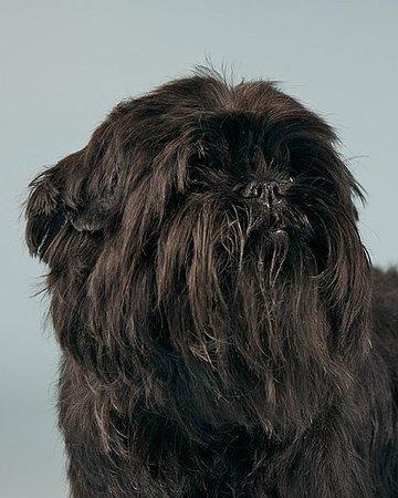 https://images.dog.ceo/breeds/affenpinscher/n02110627_6811.jpg