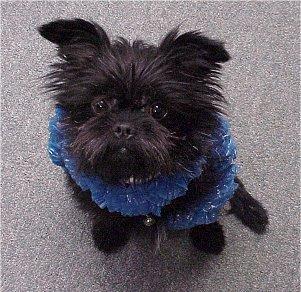 https://images.dog.ceo/breeds/affenpinscher/n02110627_6842.jpg