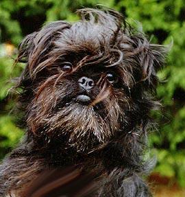 affenpinscher