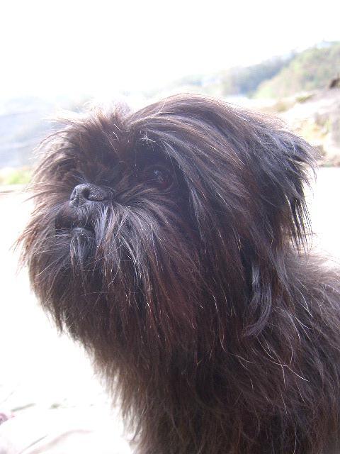 https://images.dog.ceo/breeds/affenpinscher/n02110627_6965.jpg