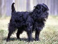 https://images.dog.ceo/breeds/affenpinscher/n02110627_6991.jpg