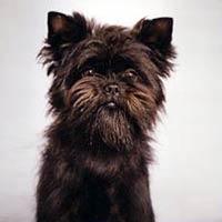 https://images.dog.ceo/breeds/affenpinscher/n02110627_7013.jpg