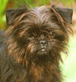 https://images.dog.ceo/breeds/affenpinscher/n02110627_735.jpg