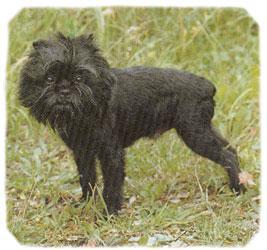 https://images.dog.ceo/breeds/affenpinscher/n02110627_7404.jpg