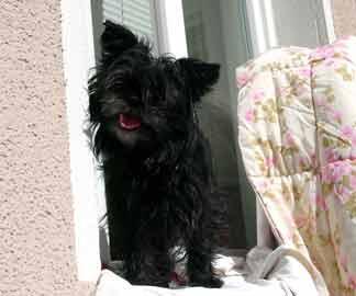 https://images.dog.ceo/breeds/affenpinscher/n02110627_7612.jpg