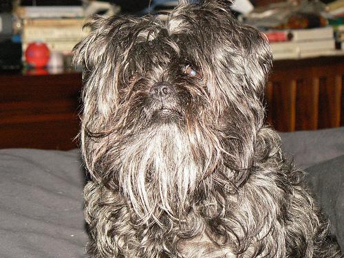 https://images.dog.ceo/breeds/affenpinscher/n02110627_7680.jpg