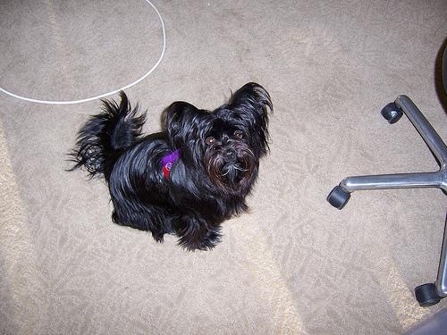 https://images.dog.ceo/breeds/affenpinscher/n02110627_7694.jpg