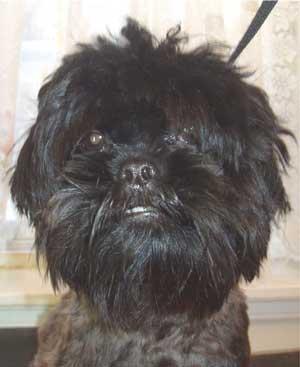 https://images.dog.ceo/breeds/affenpinscher/n02110627_7770.jpg