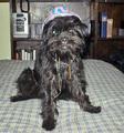 https://images.dog.ceo/breeds/affenpinscher/n02110627_8250.jpg