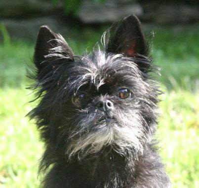 https://images.dog.ceo/breeds/affenpinscher/n02110627_8519.jpg