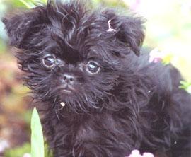 https://images.dog.ceo/breeds/affenpinscher/n02110627_8621.jpg