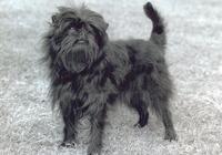 https://images.dog.ceo/breeds/affenpinscher/n02110627_8695.jpg