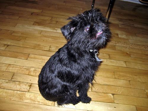 https://images.dog.ceo/breeds/affenpinscher/n02110627_8949.jpg