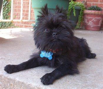 https://images.dog.ceo/breeds/affenpinscher/n02110627_946.jpg