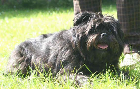 https://images.dog.ceo/breeds/affenpinscher/n02110627_9634.jpg