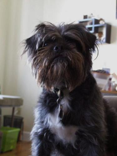 https://images.dog.ceo/breeds/affenpinscher/n02110627_9822.jpg