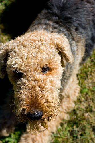 https://images.dog.ceo/breeds/airedale/n02096051_1017.jpg