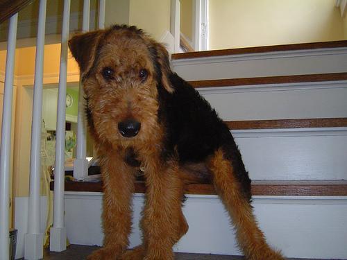 https://images.dog.ceo/breeds/airedale/n02096051_1110.jpg