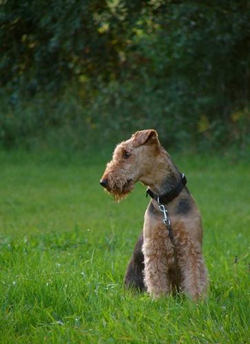 https://images.dog.ceo/breeds/airedale/n02096051_1111.jpg