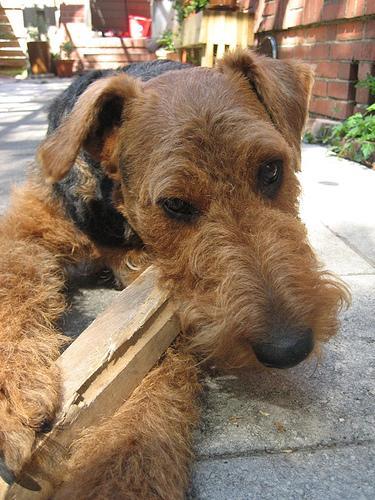 https://images.dog.ceo/breeds/airedale/n02096051_1121.jpg