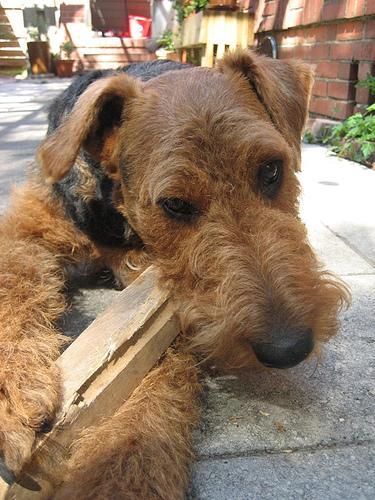 https://images.dog.ceo/breeds/airedale/n02096051_1121.jpg