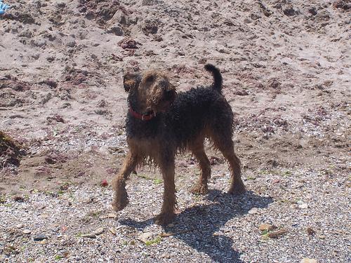 https://images.dog.ceo/breeds/airedale/n02096051_1134.jpg