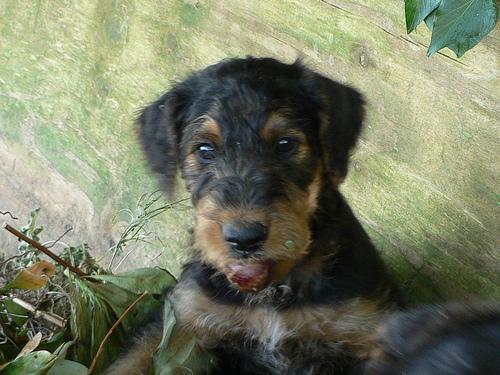 https://images.dog.ceo/breeds/airedale/n02096051_1235.jpg