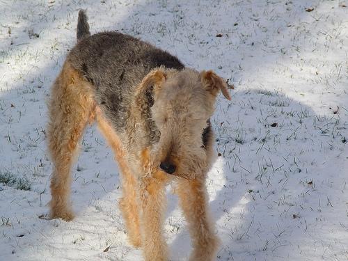 https://images.dog.ceo/breeds/airedale/n02096051_1244.jpg