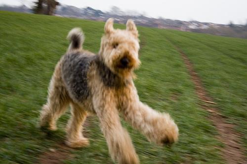 https://images.dog.ceo/breeds/airedale/n02096051_1277.jpg