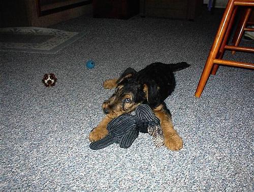 https://images.dog.ceo/breeds/airedale/n02096051_129.jpg