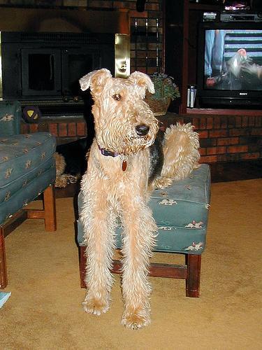 https://images.dog.ceo/breeds/airedale/n02096051_138.jpg